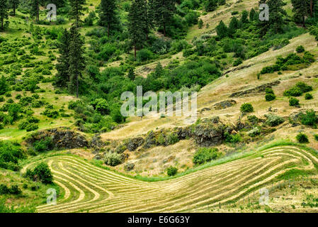 Lignes de coupe de foin. Canyon Imnaha, Oregon. Hells Canyon National Recreation Area, New York Banque D'Images