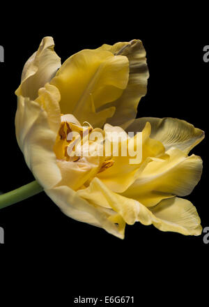 Tulipe jaune toujours-vie pronkstilleven Banque D'Images