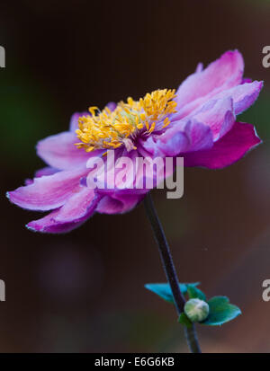 Anemone hupehensis var. japonica Pamina fleur rose Banque D'Images