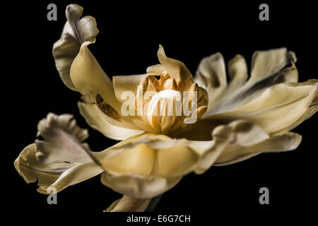 Tulipe jaune toujours-vie pronkstilleven Banque D'Images