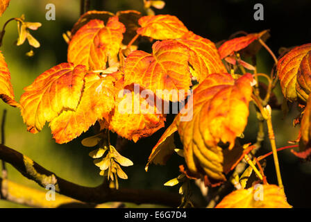 Sycomore, Acer pseudoplatanus, feuilles de l'automne dans la lumière du soleil Banque D'Images