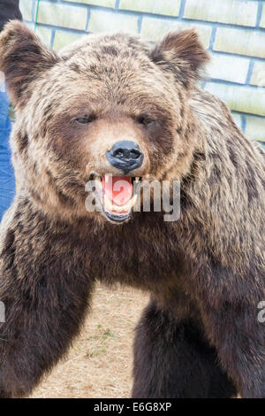 Effigie d'un grand ours brun avec une bouche ouverte. C'est photographié par un close up. Banque D'Images