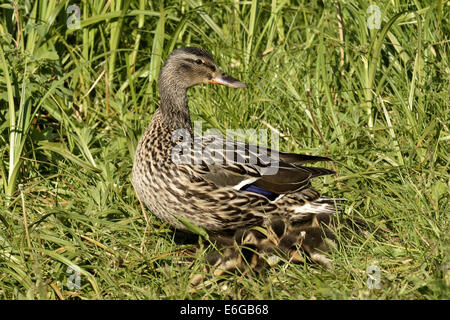 Une femelle Canard colvert Anas platyrhynchos ; avec une couvée de canetons nouveaux Banque D'Images