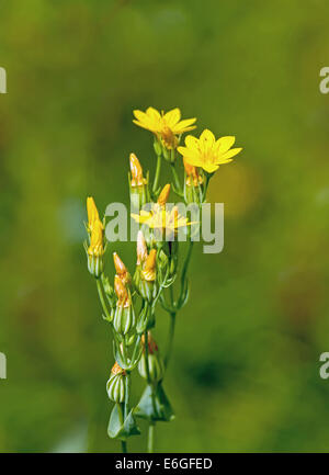 Fleur sauvage jaune-millepertuis, croissant sur les South Downs de craie dans le Kent. Banque D'Images