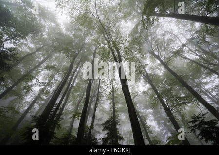 Dans le brouillard de la forêt Banque D'Images