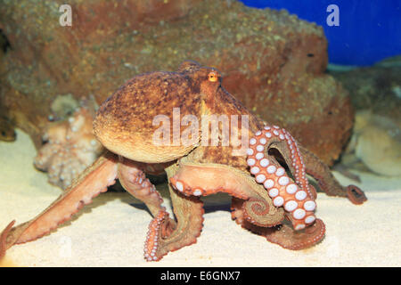 Poulpe commun (Octopus vulgaris) au Japon Banque D'Images