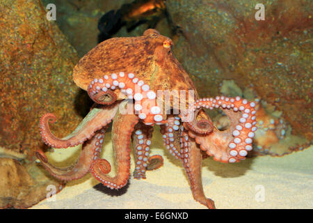Poulpe commun (Octopus vulgaris) au Japon Banque D'Images