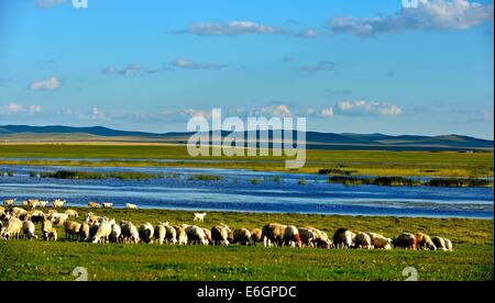 (140823) -- HULUN BUIR, Août 23, 2014 (Xinhua) -- les chevaux mangent sur la prairie de Hulun Buir, Chine du nord, région autonome de Mongolie intérieure, le 21 août, 2014. (Xinhua/Ren Junchuan) (yxb) Banque D'Images