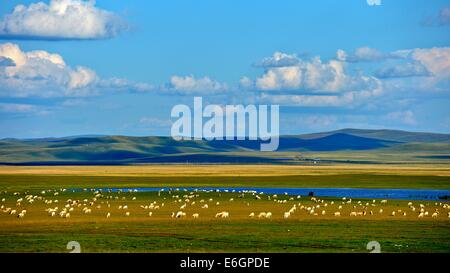 (140823) -- HULUN BUIR, Août 23, 2014 (Xinhua) -- Photo prise le 21 août 2014 présente le paysage sur la prairie de Hulun Buir, Chine du nord, région autonome de Mongolie intérieure. (Xinhua/Ren Junchuan) (yxb) Banque D'Images