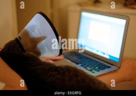 Cat portant un collier de protection également appelé collier élisabéthain ou e-collar couché sur une femme utilisant un ordinateur portable Banque D'Images