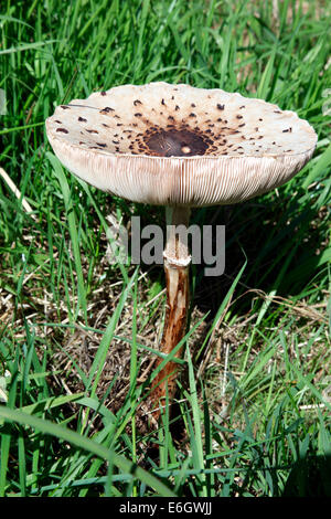 Macrolepiota procera le parasol la culture des champignons dans le comté de Monaghan pâturage où les bovins ont brouté. Banque D'Images