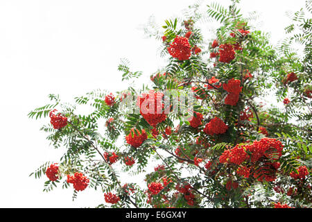 Sorbier (Sorbus aucuparia) isolated on white Banque D'Images