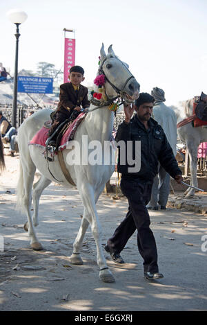 Un jeune garçon prend une promenade de plaisir sur un cheval à la crête à Shimla , Himachal Pradesh, Inde Banque D'Images