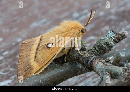 Chêne (Lasiocampa quercus Eggar) féminin lieu non identifié Ley Devon UK Europe Août Banque D'Images