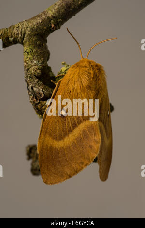 Chêne (Lasiocampa quercus Eggar) femelle du papillon lieu non identifié Ley Devon UK Europe Août Banque D'Images