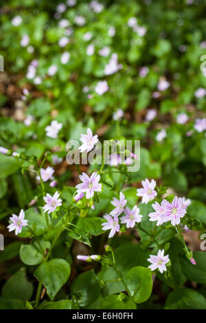 Pourpier rose (le Montia sibirica). Dans la forêt écossaise. Banque D'Images