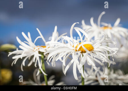 Leucanthemum x superbum (marguerite) Banque D'Images