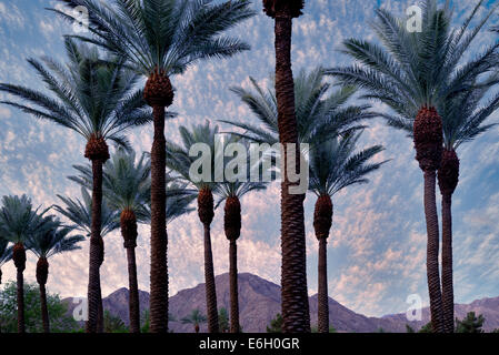 Palmiers avec le lever du soleil et montagnes de Santa Rosa, Californie Banque D'Images