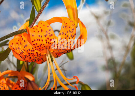 Lis des Pyrénées (Lilium pyrenaicum) en Ecosse. Banque D'Images