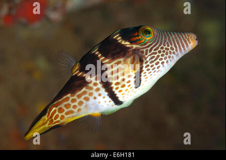 Black-sellé toby dans les Maldives, l'Océan Indien Banque D'Images