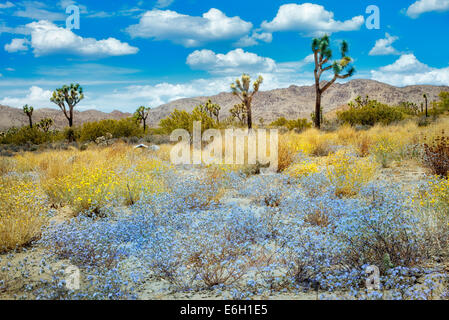 Fleurs sauvages et arbres Joshua. Joshua Tree National Park, Californie Banque D'Images