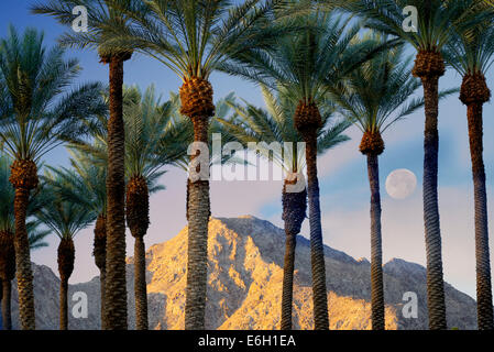 Palmiers avec lune, lever du soleil et montagnes de Santa Rosa, Californie Banque D'Images