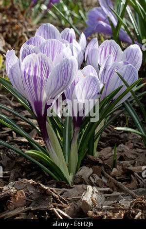 Une petite grappe de Pickwick Crocus Banque D'Images