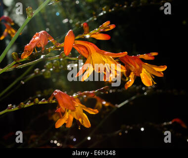 Crocosmia Orange Fleurs Banque D'Images