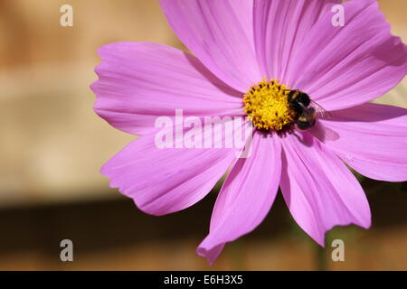 Bourdon sur une marguerite rose Banque D'Images