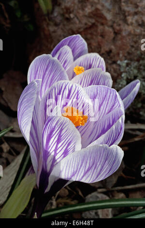 Fleurs de Crocus Pickwick Banque D'Images