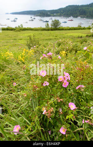 Rosa rugosa, plage rose Cutler dans le Maine. Banque D'Images