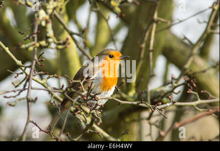 L'Erithacus rubecula aux abords Banque D'Images