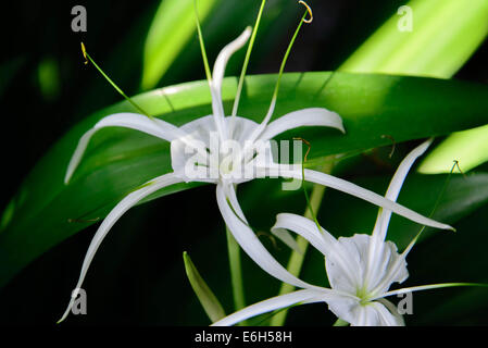 White Spider Lily plante attirant papillons Banque D'Images