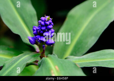 Floraison pourpre plante attirant papillons Banque D'Images