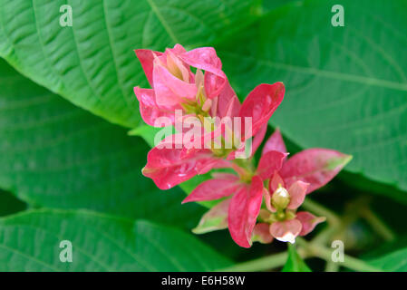 Floraison rose plante attirant papillons Banque D'Images