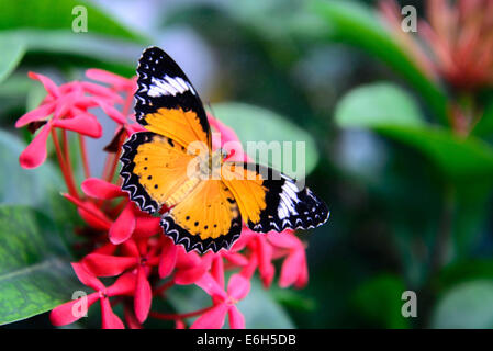 Une orange et noir Plain Tiger papillon sur une fleur rose Banque D'Images