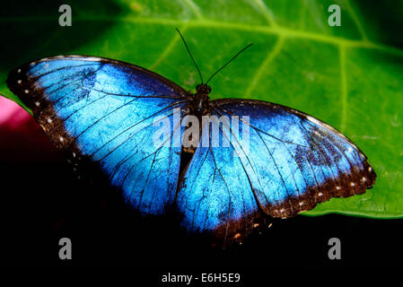 Papillon Bleu Morpho commune reposant sur une feuille Banque D'Images