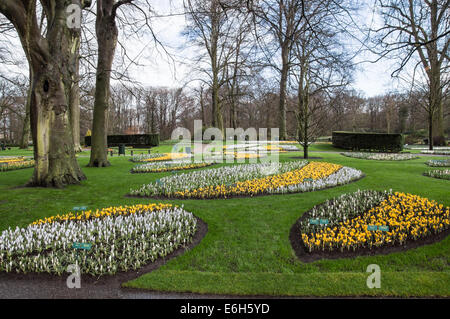 Au début du printemps des fleurs au jardins de Keukenhof, Pays-Bas Banque D'Images