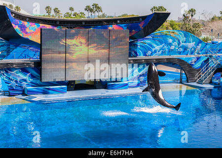 Les orques (Orcinus orca) effectuant à afficher dans le stade Shamu à Sea World à Orlando, Floride Banque D'Images