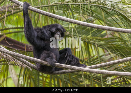 Singe Siamang (Symphalangus syndactylus) jouant sur des cordes à Audubon Zoo à La Nouvelle-Orléans, Louisiane Banque D'Images