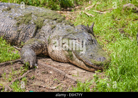 Alligator Alligator mississippiensis) (couché dans l'herbe à côté d'étang Banque D'Images