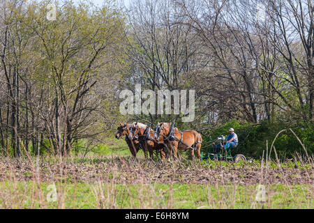 À l'aide d'agriculteurs des chevaux de charrue de champ dans la zone d'histoire vivante de Prophetstown State Park à West Lafayette, Indiana Banque D'Images