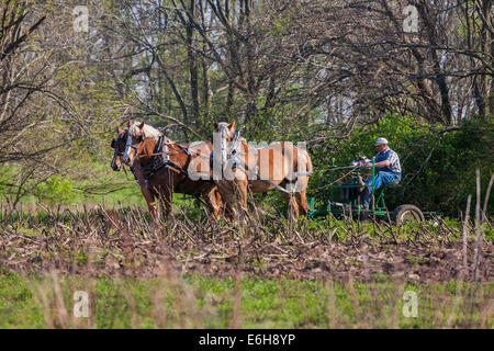 À l'aide d'agriculteurs des chevaux de charrue de champ dans la zone d'histoire vivante de Prophetstown State Park à West Lafayette, Indiana Banque D'Images