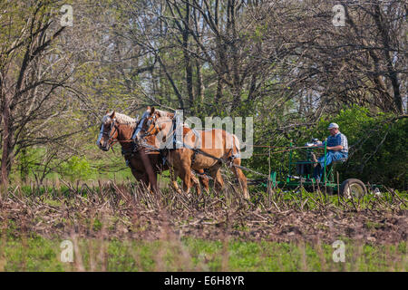 À l'aide d'agriculteurs des chevaux de charrue de champ dans la zone d'histoire vivante de Prophetstown State Park à West Lafayette, Indiana Banque D'Images