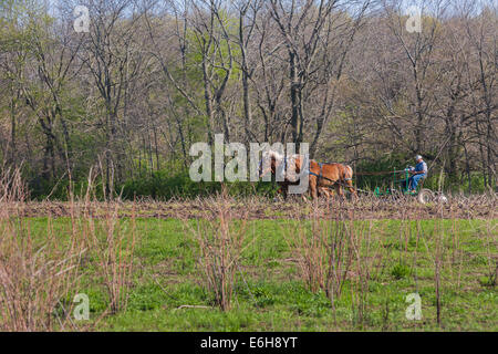 À l'aide d'agriculteurs des chevaux de charrue de champ dans la zone d'histoire vivante de Prophetstown State Park à West Lafayette, Indiana Banque D'Images