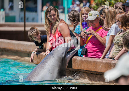 Les clients du parc se rapprochent des dauphins à nez de bouteille au Sea World Orlando au Sea World Orlando à Orlando, Floride, États-Unis Banque D'Images