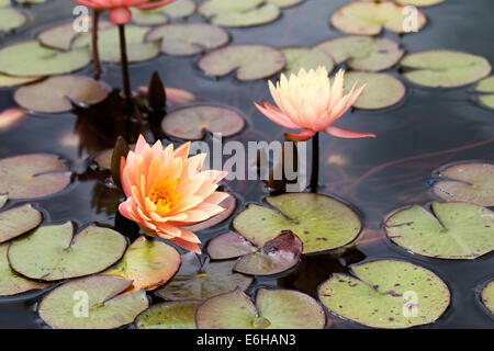 Nymphaea 'John Wedgwood'. Fleurs de nénuphar. Banque D'Images