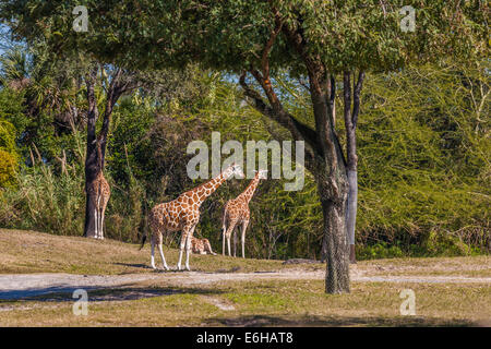 Les Girafes sur la région de la plaine du Serengeti de Busch Gardens à Tampa, Floride, USA Banque D'Images