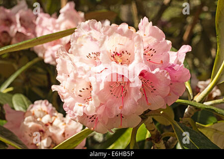 Rhododendron en fleur Banque D'Images