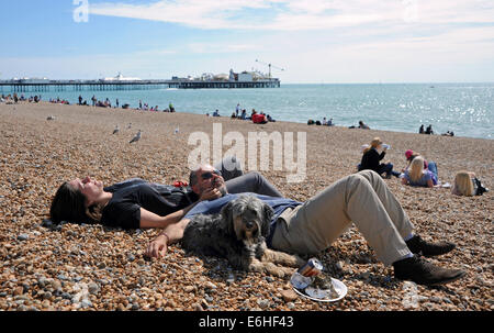 Brighton Sussex UK 24 Août 2014 - Hot Dog . Cette hound bénéficie d''un bain de soleil sur la plage de Brighton avec ses propriétaires au soleil aujourd'hui que les foules se pressent à la station avec le temps devrait tourner humide pour la Bank Holiday Monday photographie prise par Simon Dack/Alamy Live News Banque D'Images